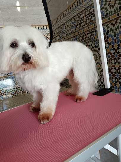 DANDY DOG, Toiletteur pour Animaux à Saint-Paul-lès-Dax