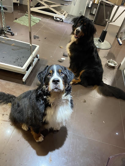 Oh My Dog Toiletteur Pour Animaux à Toulouse