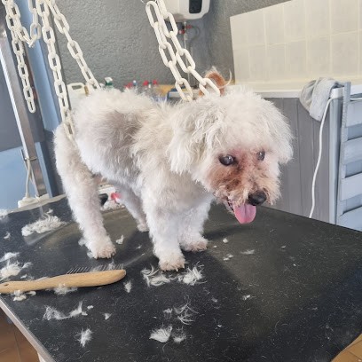 Beauté Canine, Toiletteur pour Animaux à Eysines