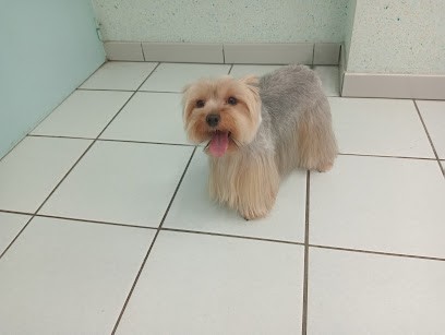 Au Bain Canin, Toiletteur pour Animaux à Vichy