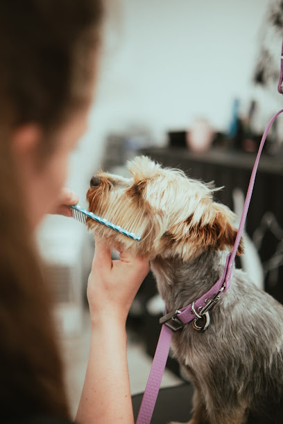 Bulle D'eau Canine - Toilettage Canin Et Félin À Domicile, Toiletteur Pour Animaux à Saint-Momelin