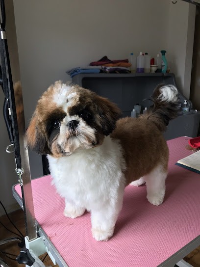 A B C Toilettage, Toiletteur pour Animaux à Bétheny