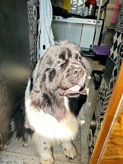 Poils De Cracotte, Toiletteur pour Animaux à Téteghem-Coudekerque-Village