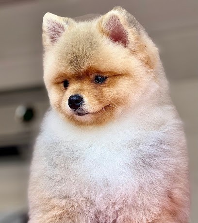 Beauty Dog, Toiletteur pour Animaux à Romilly-sur-Seine