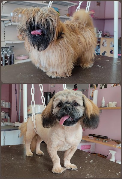 Le Chien Beaute, Toiletteur pour Animaux à Saint-Fons