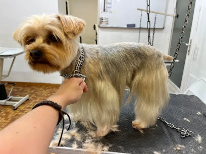 Chat'D'Coiff & Co' (Toilettage à Domicile Sans Camion), Toiletteur pour Animaux à Saint-Paul-lès-Dax