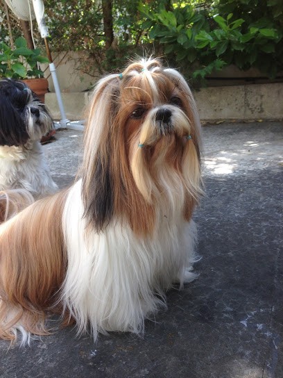 Aristochiens Malins, Toiletteur pour Animaux à Lorgues