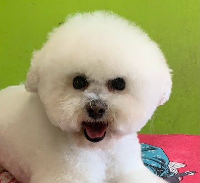 Animode, Toiletteur pour Animaux à Luc-la-Primaube