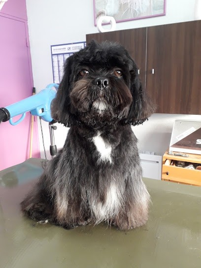 Doggy Mouss, Toiletteur pour Animaux à Mauvezin