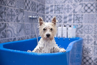 Little Hollywood toilettage canin - Élevage colley poil long, Toiletteur pour Animaux à Levis