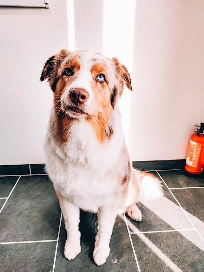 Patapoil, Toiletteur pour Animaux aux Sorinières