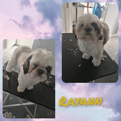 Dog Fashion toilettage à domicile, Toiletteur pour Animaux à Joudes