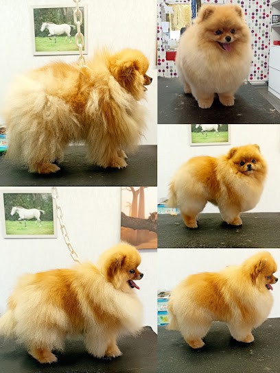 Coquette Dominique, Toiletteur pour Animaux à Sallaumines