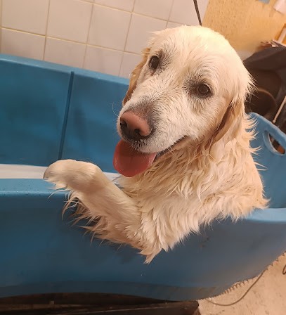 Au Plaisir Du Chien, Toiletteur pour Animaux à Brest