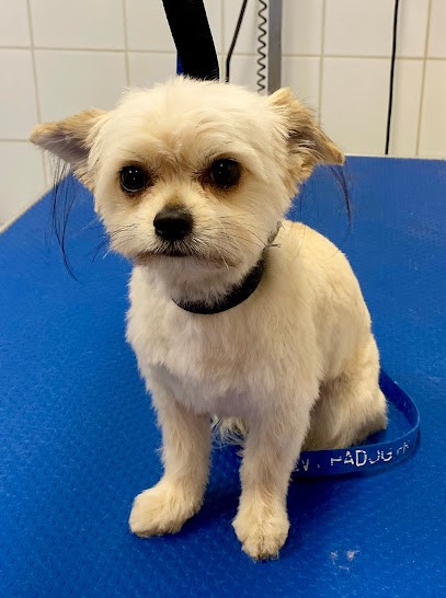 Le Salon De César, Toiletteur pour Animaux à Peipin