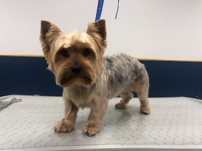 Chat'mallow Salon De Toilettage, Toiletteur pour Animaux à Sainte-Menehould