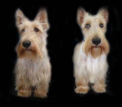 Plutô ' chic toilettage à domicile ou en salon, Toiletteur pour Animaux à Saint-Julien-en-Champsaur