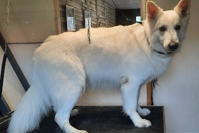 SunnyDog'sToilettage, Toiletteur pour Animaux à Saint-Vérand