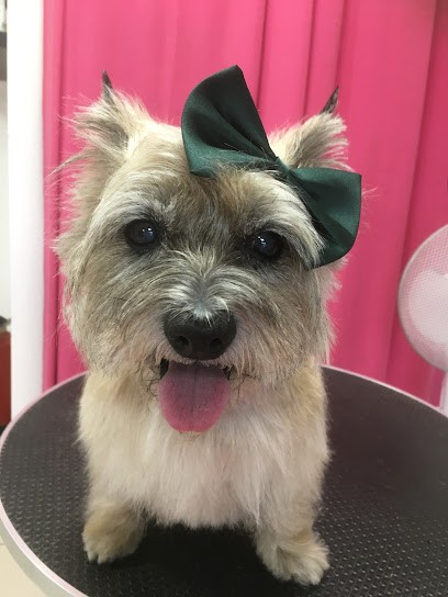 Sweety Dog, Toiletteur pour Animaux à Chécy