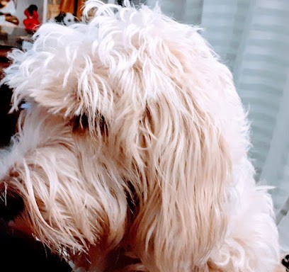 Le Salon du Chien, Toiletteur pour Animaux à Agde