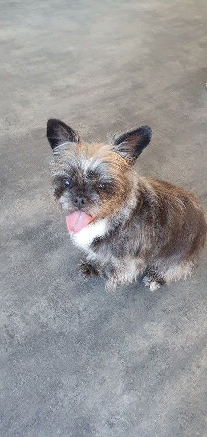 FRENCH GROOM, Toiletteur pour Animaux à La Roche-sur-Yon