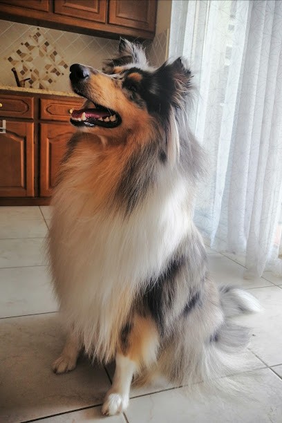 Au Chien Chic, Toiletteur pour Animaux à Serres-Castet