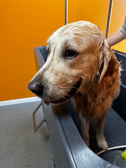 Animals Wash, Toiletteur pour Animaux à Anzin-Saint-Aubin