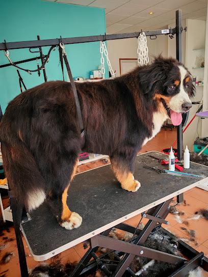 Patte A Pl'wouf Salon De Toilettage Louviers Toiletteur Pour Animaux à Louviers