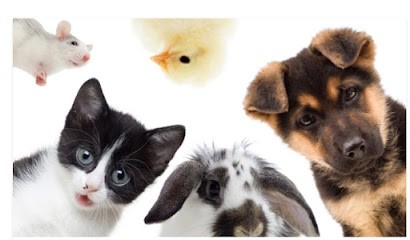 Aux Zanimos Zen, Toiletteur pour Animaux à Vendôme