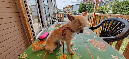 Aux Chiens Cyprien Maître Artisan, Toiletteur pour Animaux à Saint-Cyprien