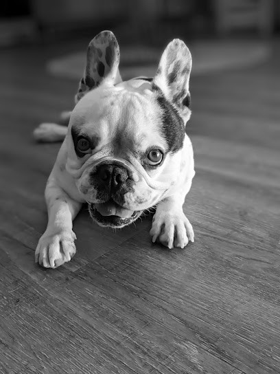 Chien Et Chat Beauté Au, Toiletteur pour Animaux à Sérignan