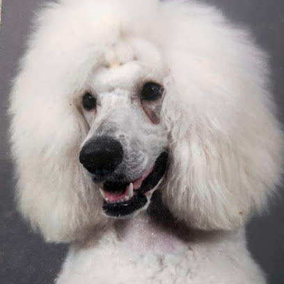 Loulou Et Compagnie Toiletteur Pour Animaux à Saint-Hilaire-du-Harcouët
