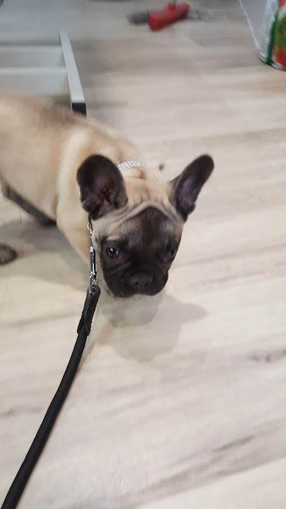 Shypie - Dog grooming, accessories & food, Toiletteur pour Animaux à Nantes