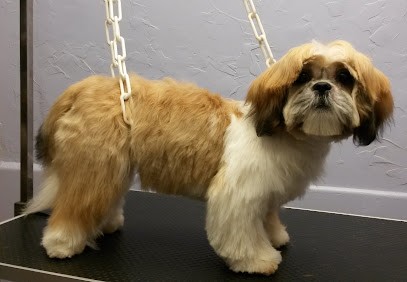 Boule De Poils, Toiletteur pour Animaux à Tenteling