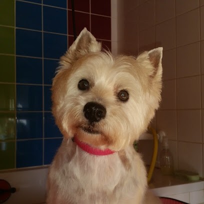 A Rebrouss'Poil, Toiletteur pour Animaux à Vacognes-Neuilly