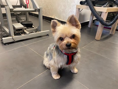 Venelles Toilettage, Toiletteur pour Animaux à Venelles