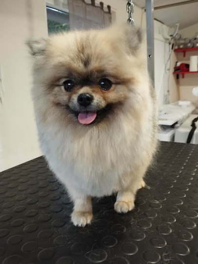 Harmonie Et Beauté Pour Toutou Et Vous Toiletteur Pour Animaux à Tizac-de-Curton