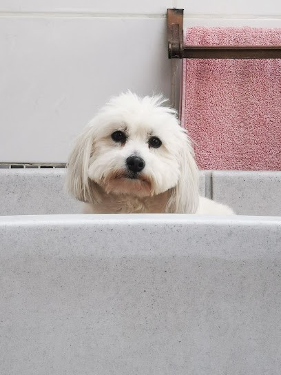 Verfaillie Emilie Corinne, Toiletteur pour Animaux à Pérenchies