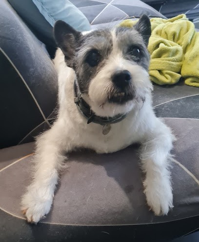 Atelier D Hermeline Et Cie, Toiletteur pour Animaux à Malemort