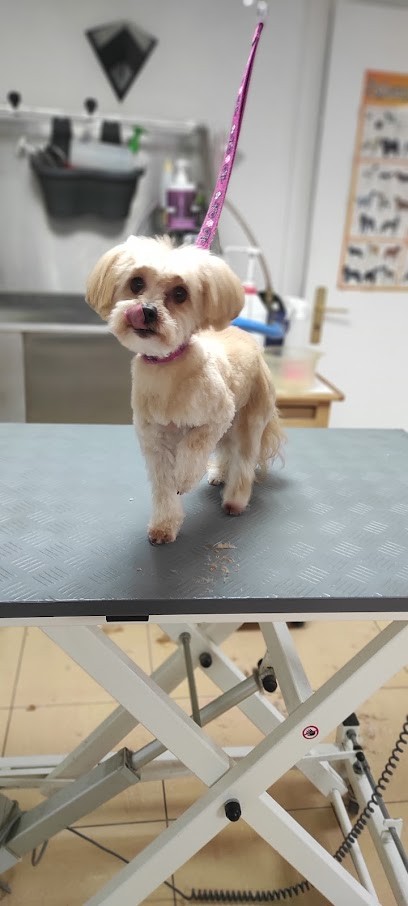 Toilettage Sarah ,Salon De Toilettage à Muttersholtz, Toiletteur pour Animaux à Muttersholtz