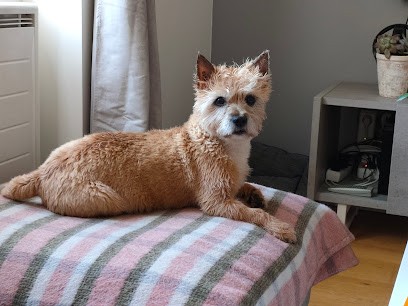 Toiletteur Anse - HalteOPoils, Toiletteur pour Animaux à Lucenay