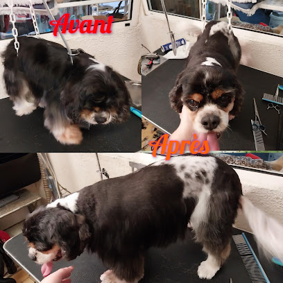 Kaydra's Pets Toiletteur Pour Animaux à Saint-Maximin-la-Sainte-Baume
