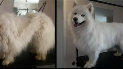 Chez toutou chic et pattes de velours à BACCARAT, Toiletteur pour Animaux à Baccarat