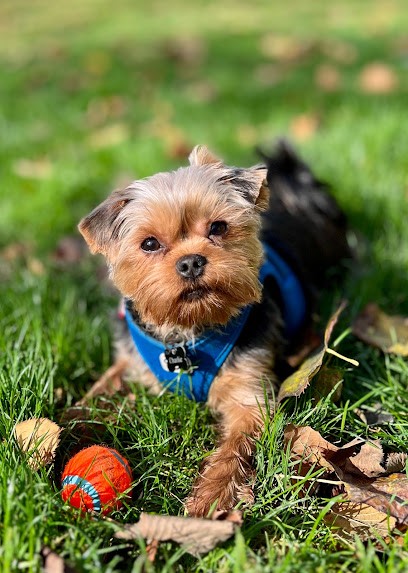 Bella Spa & Grooming, Toiletteur pour Animaux à Paris 16