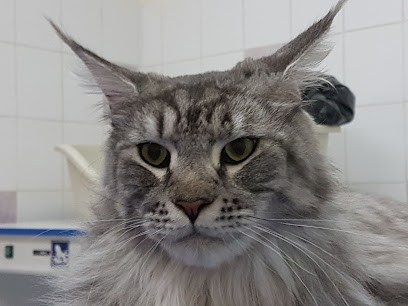 Au Chien Beaute Chat Alors, Toiletteur pour Animaux au Coudray-Montceaux