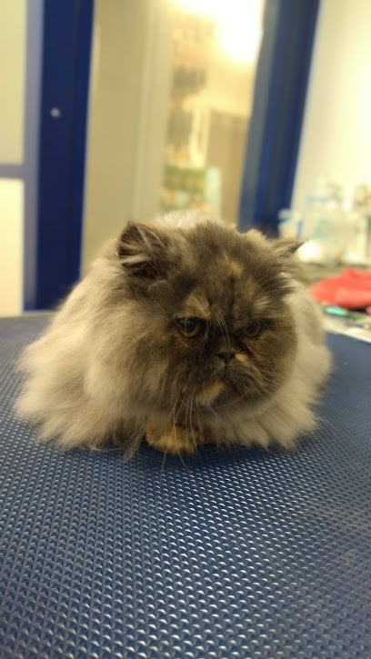 Toiletteur chien Lovely Dog, Toiletteur pour Animaux à Nogent-le-Rotrou