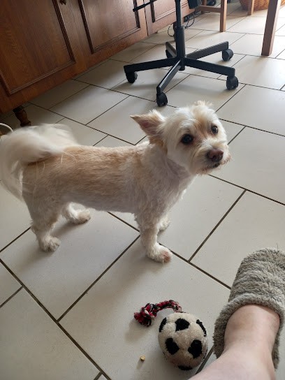 Breistroffer Christophe Artisan Christophe, Toiletteur pour Animaux à Pinon