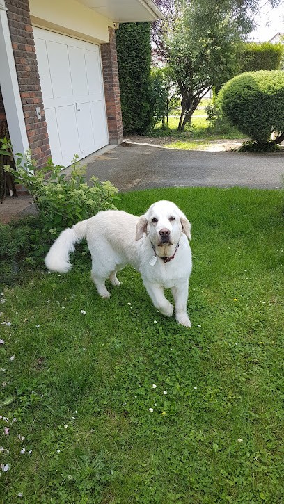 Chez LILLI, Toiletteur pour Animaux à Noisy-le-Roi