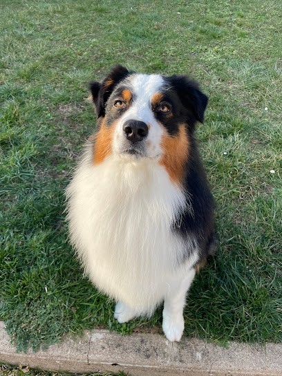 Lady Dog, Toiletteur pour Animaux à Mirebeau-sur-Bèze