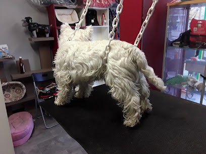 New Story Dog | Salon De Toilettage Pour Chien Et Chat à La Rochette, Toiletteur pour Animaux à La Rochette